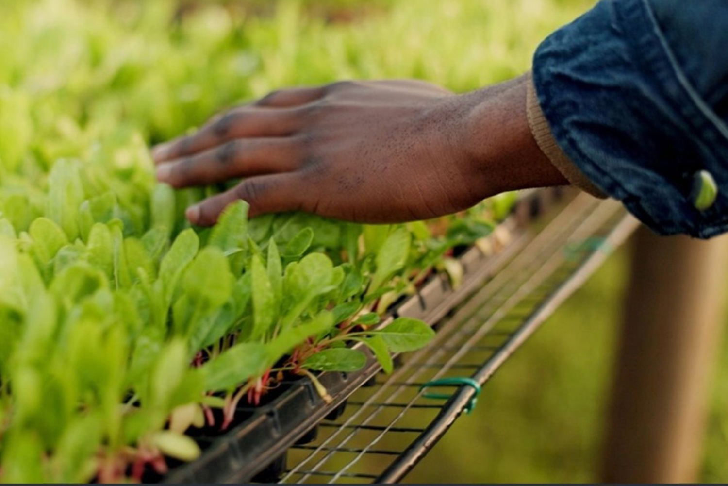 Paraguay-Agriculture-Agribusiness-greenhouse-agriculture-plants-assurance-and-food